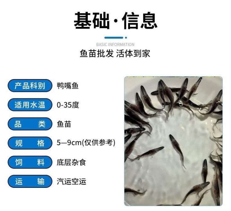 鸭嘴鱼水花苗鸭嘴鲟鱼苗中华水花鲟龙鱼苗淡水鱼塘养殖尖嘴
