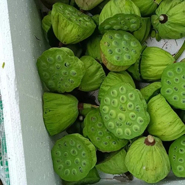 鲜莲蓬大量批发出售