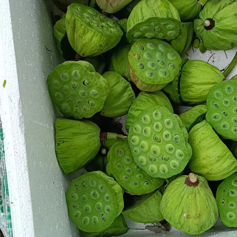鲜莲蓬大量批发出售