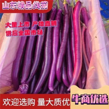 【精品红线茄】工棚，陆地红线茄大量上市，一手货源质量保证