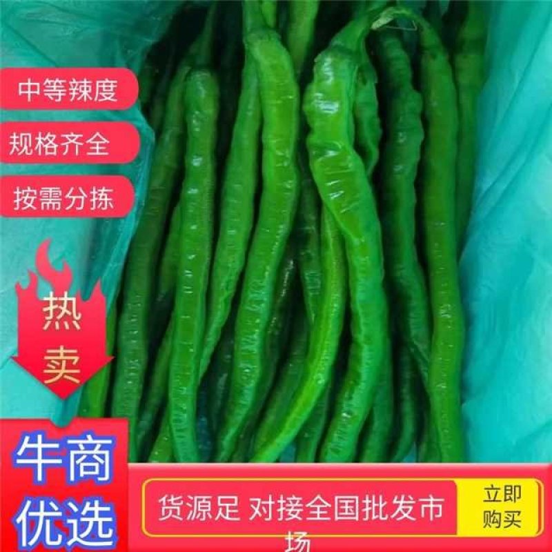 线椒，山东兰陵县万亩线椒大量上市，颜色亮，条直