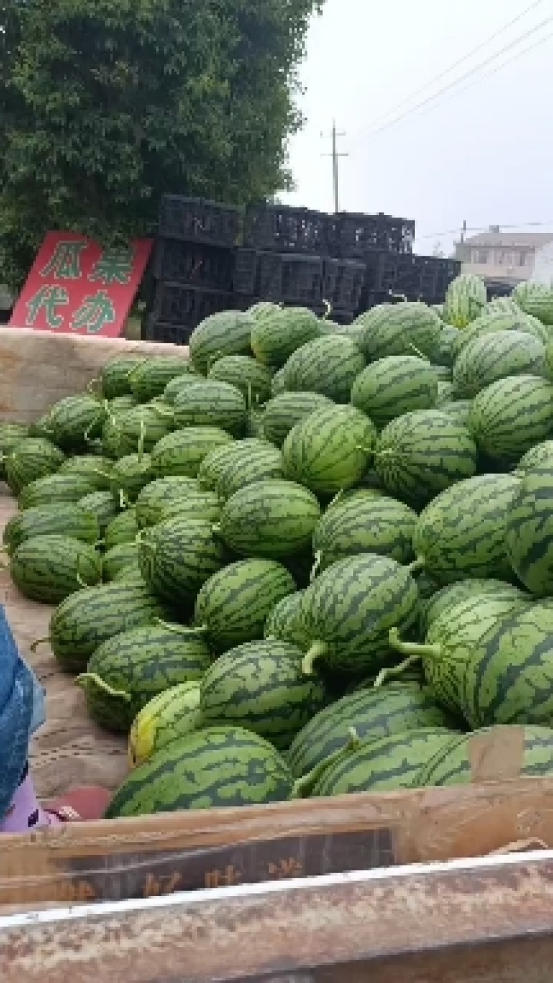 小糖丸西瓜大量上市中口感甜质量好，产地直发保熟保甜