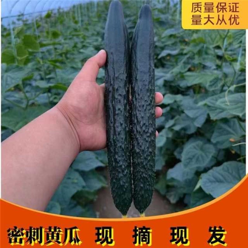 山东密刺亮条黄瓜，黑油亮黄瓜，可供超市加工厂市场电商平台