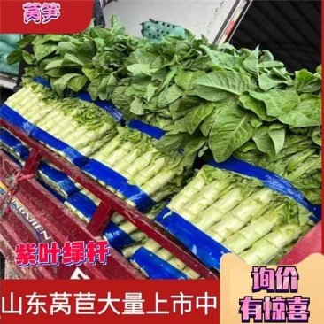 莴苣，红尖叶莴笋，三青莴笋，货源充足，实力代办保质保量