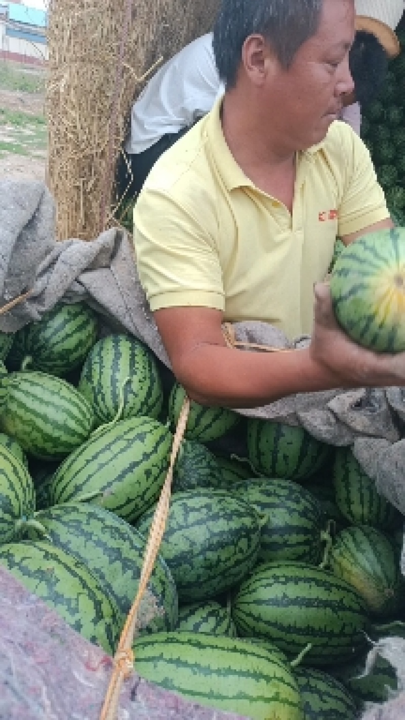 小糖丸西瓜大量上市中口感甜质量好，产地直发保熟保甜