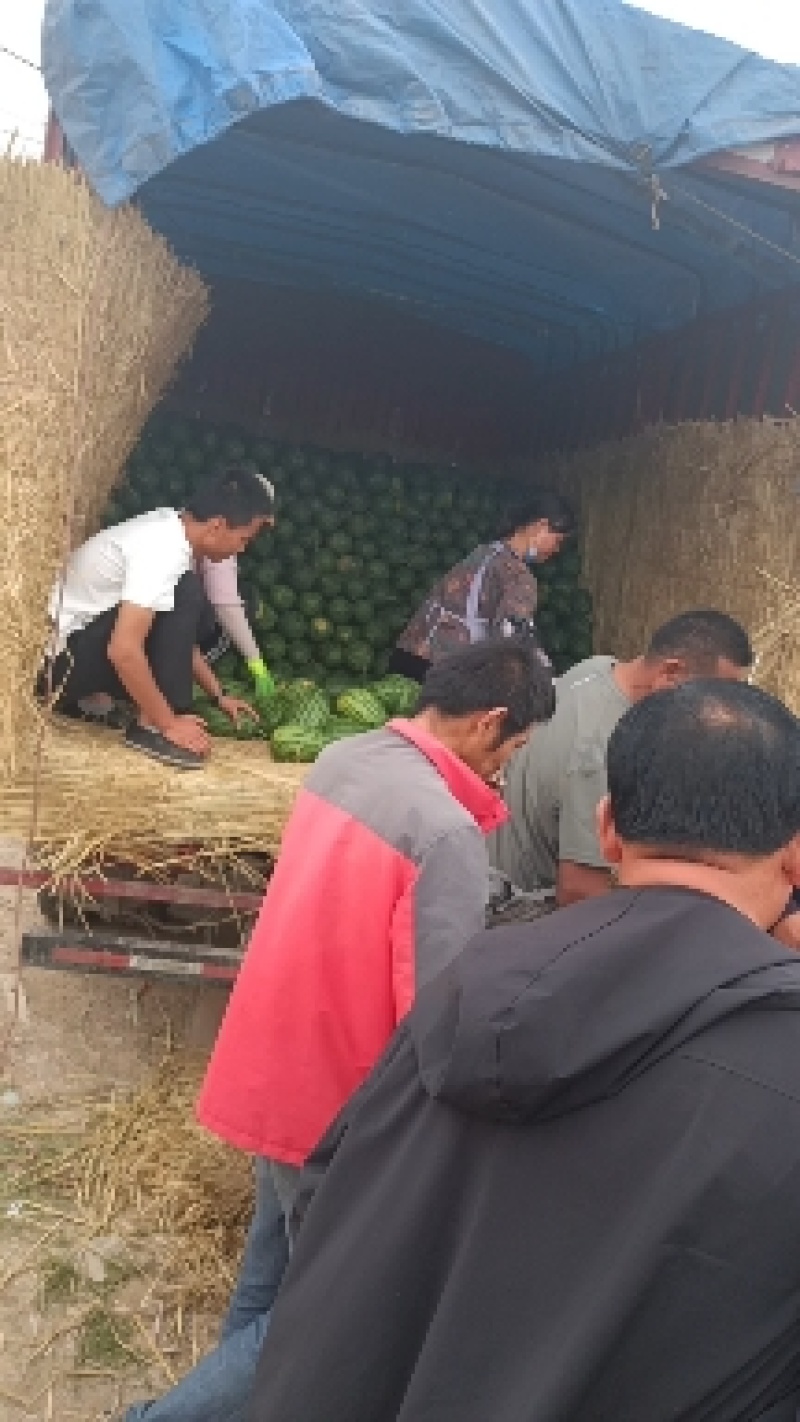 小糖丸西瓜大量上市中口感甜质量好，产地直发保熟保甜