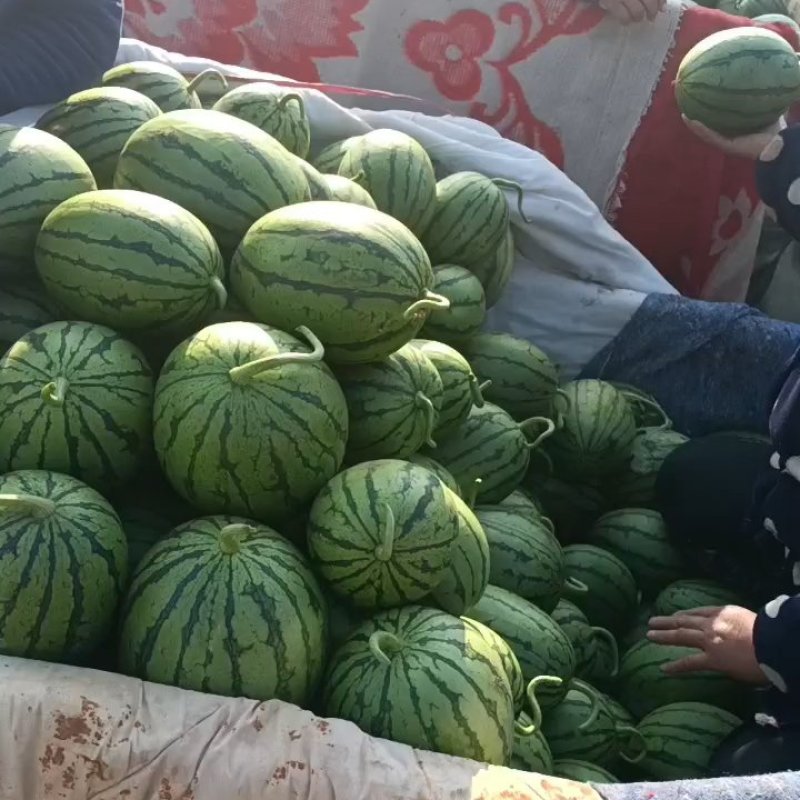 小糖丸西瓜大量上市中口感甜质量好，产地直发保熟保甜