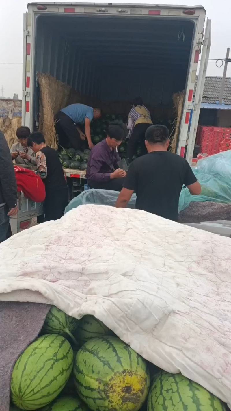 小糖丸西瓜大量上市中口感甜质量好，产地直发保熟保甜
