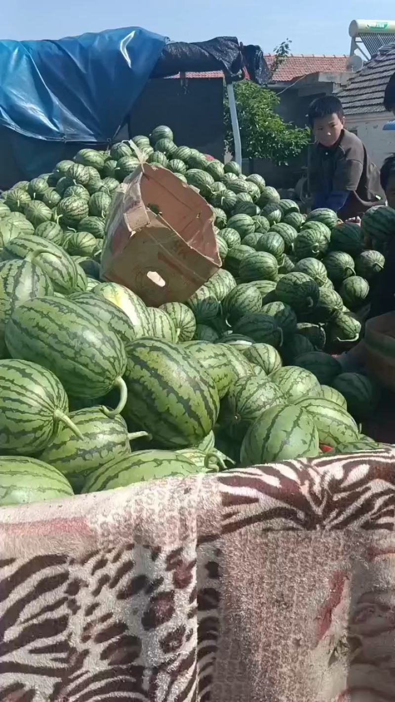 小糖丸西瓜大量上市中口感甜质量好，产地直发保熟保甜