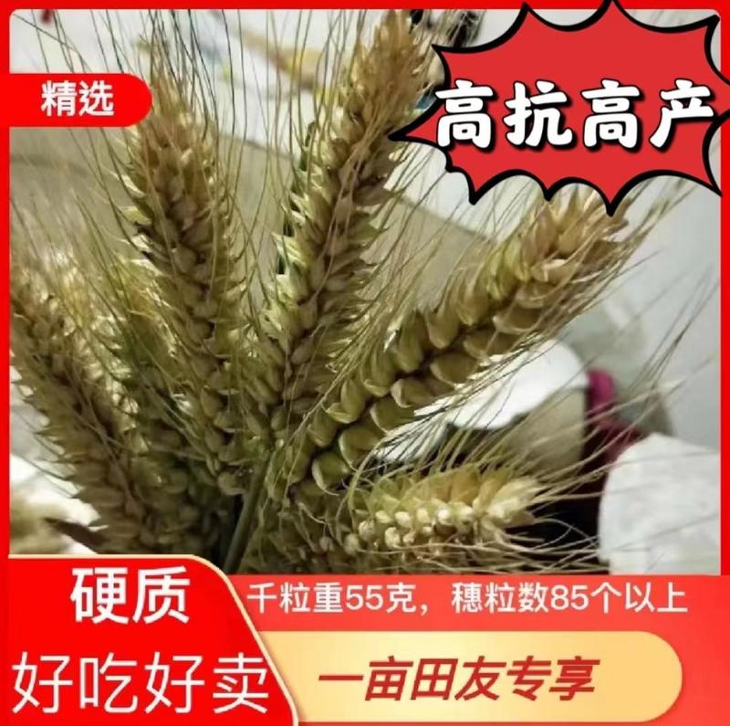 吨麦风和高产小麦种子穗粒数85以上，株高65公分矮杆抗病