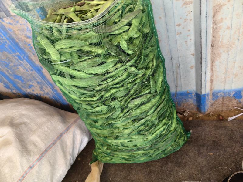 聊城市油豆大量上市，货源充足价格低，产区货源