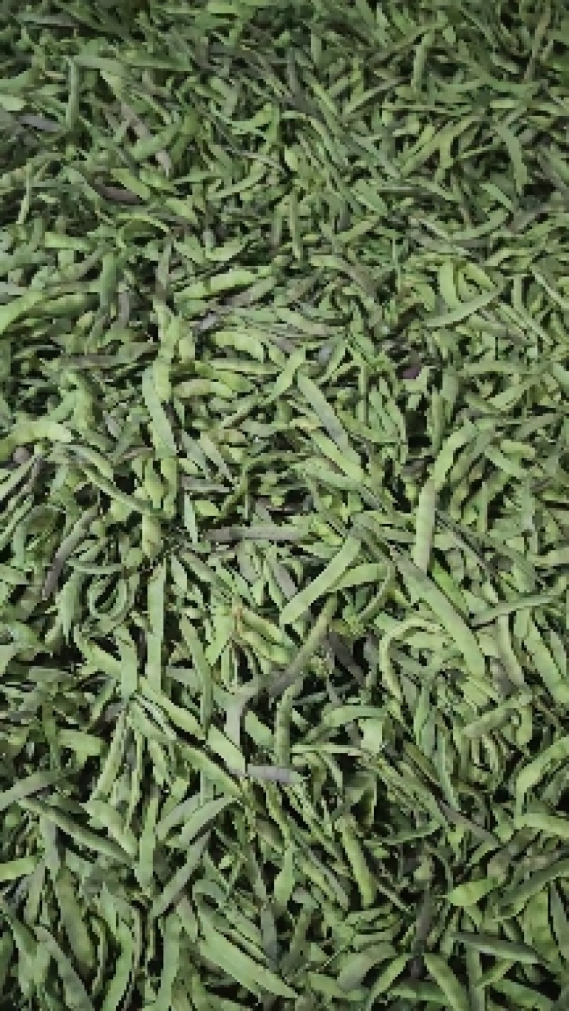 聊城市油豆大量上市，货源充足价格低，产区货源