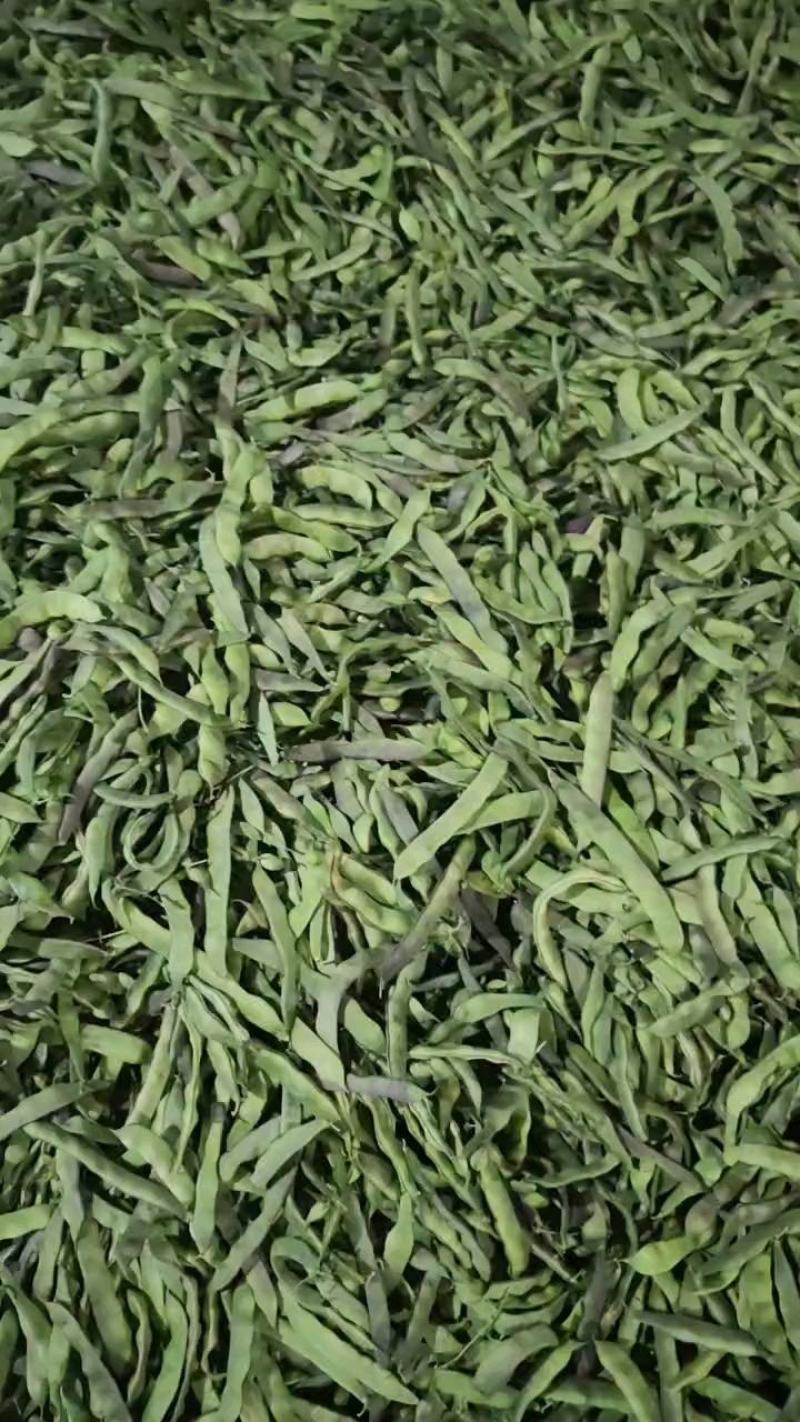 聊城市油豆大量上市，货源充足价格低，产区货源