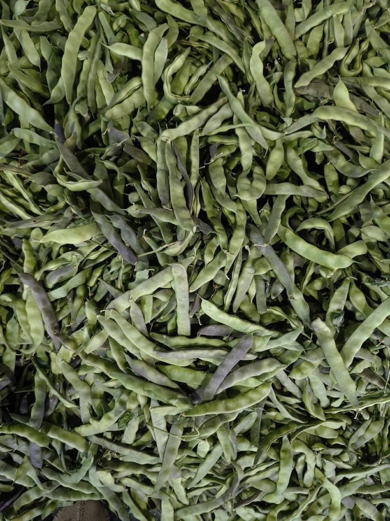 聊城市油豆大量上市，货源充足价格低，产区货源