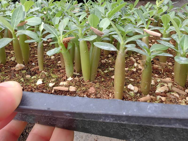 沙漠玫瑰苗圃直供基地现货室内多肉花卉植物