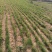 徐长卿