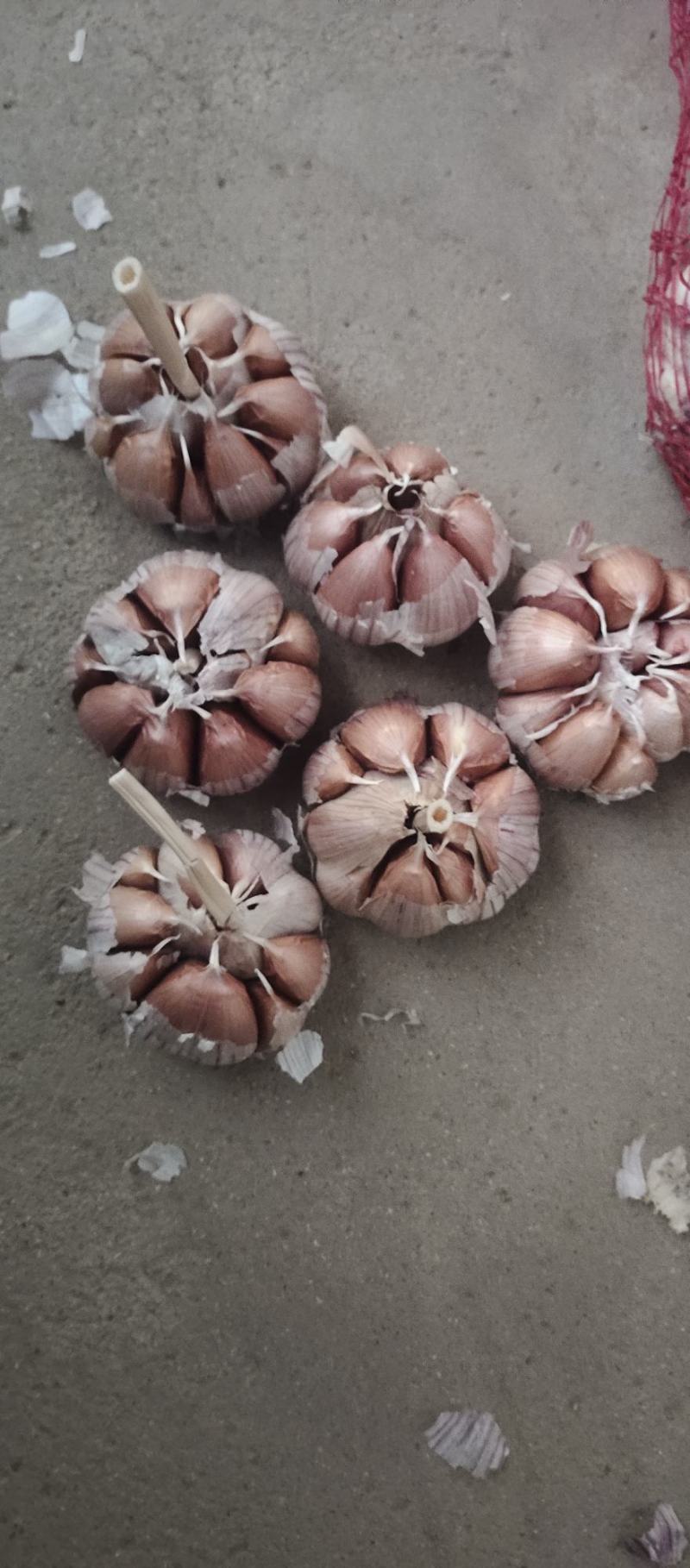 金乡红皮大蒜，质量好，价格低，代发市场，做包装，冷库储存