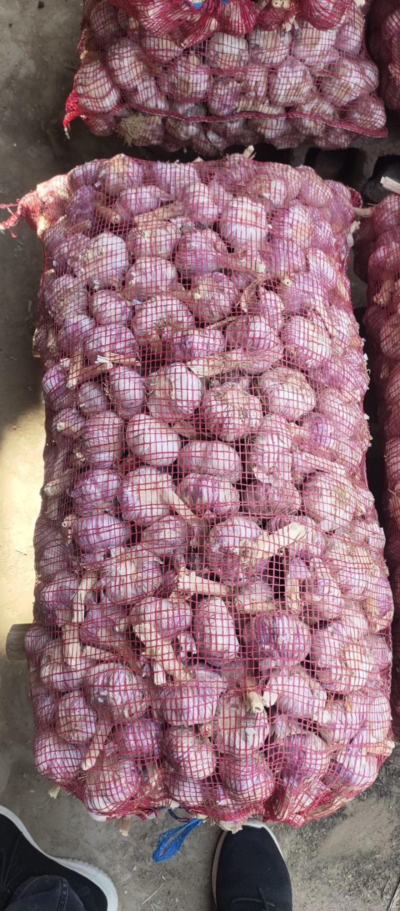 金乡红皮大蒜，质量好，价格低，代发市场，做包装，冷库储存