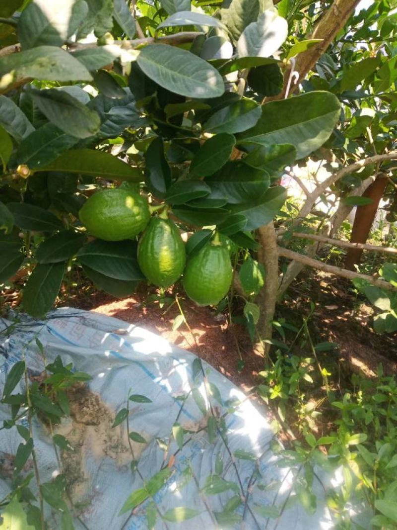 广东无籽香水柠檬
