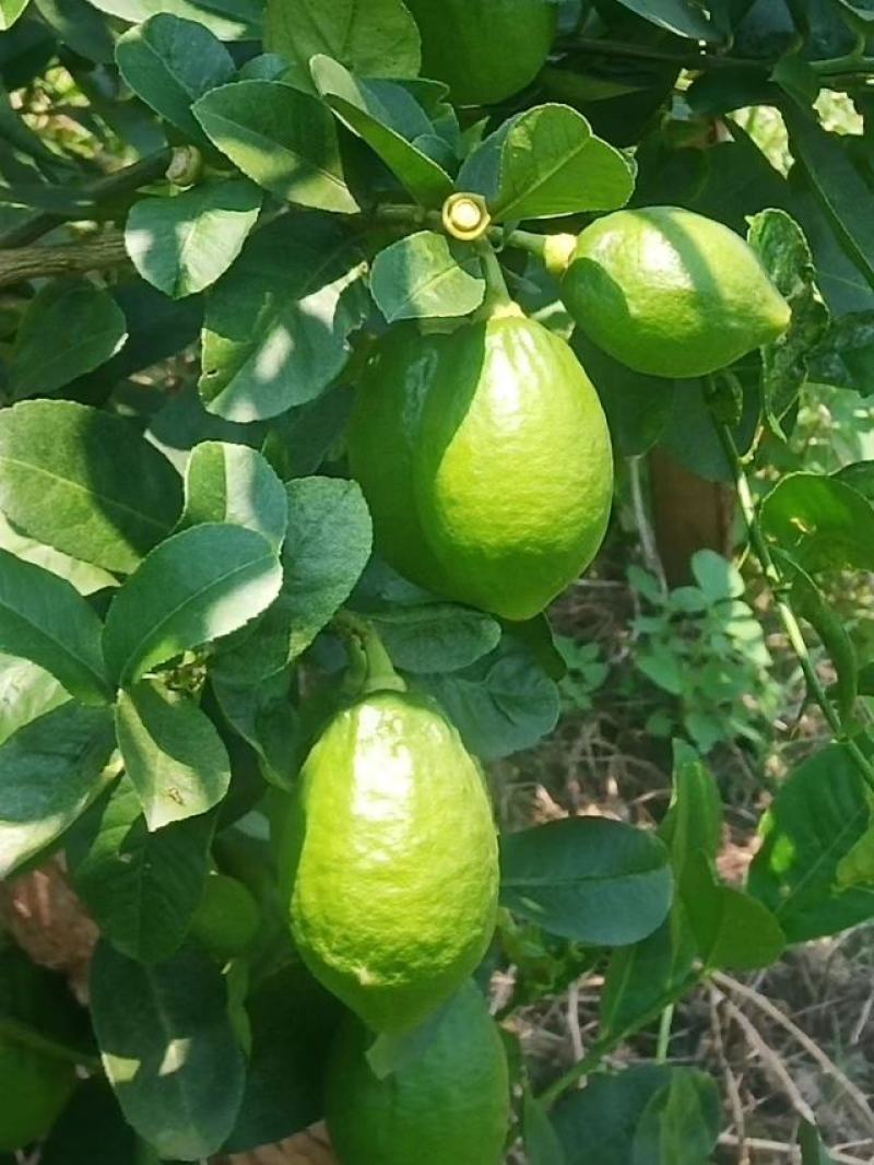 广东无籽香水柠檬