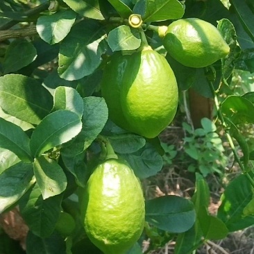 广东无籽香水柠檬