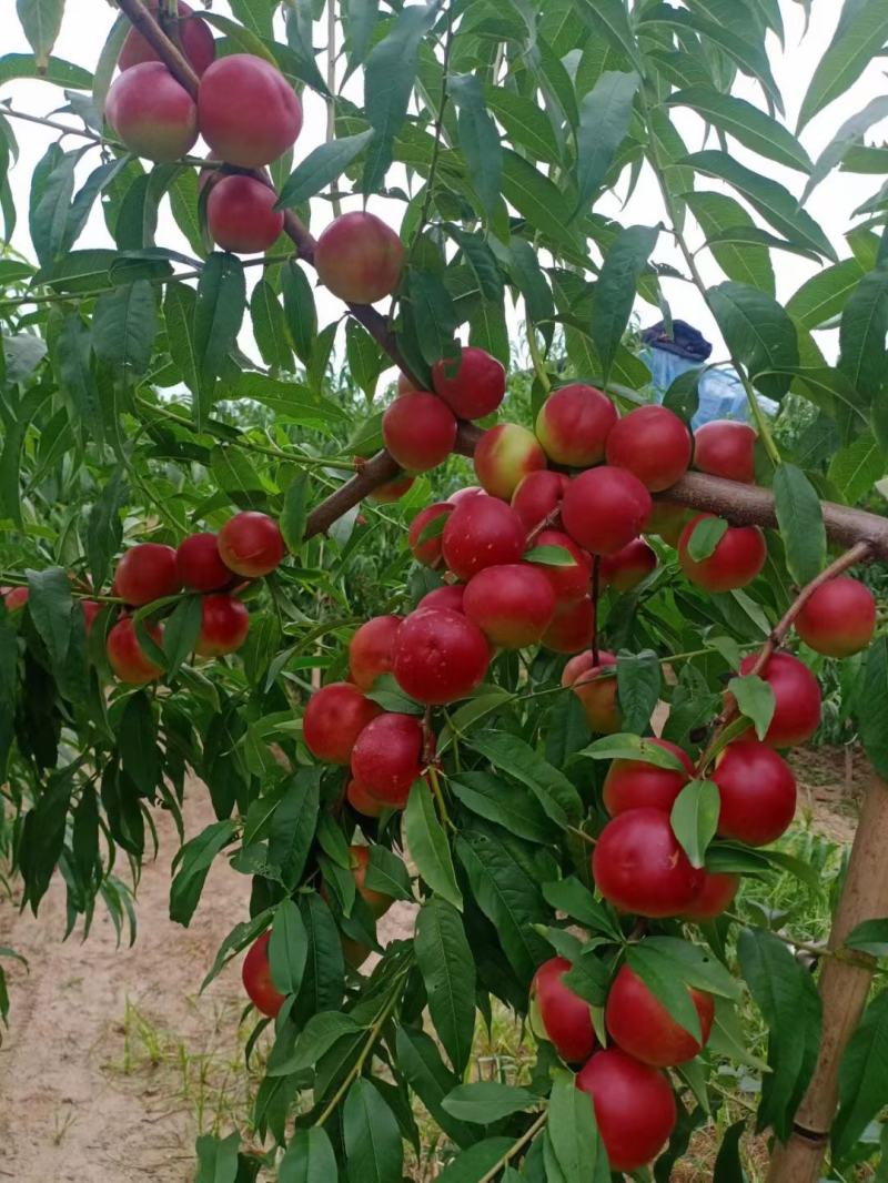 珍珠枣油桃离合枣油桃，珍珠枣蜜桃枣油桃