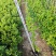 爬山虎爬墙虎高20厘米到1米福建漳州爬墙虎种植基地