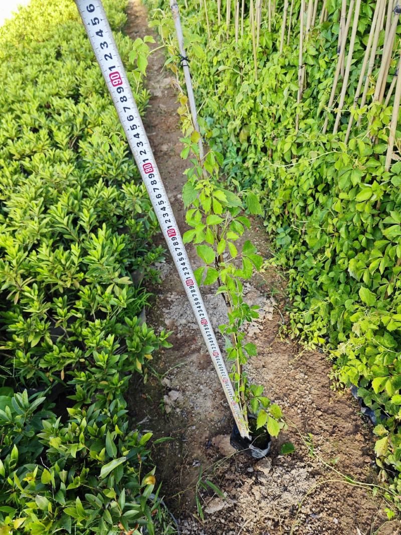 爬山虎爬墙虎高20厘米到1米福建漳州爬墙虎种植基地