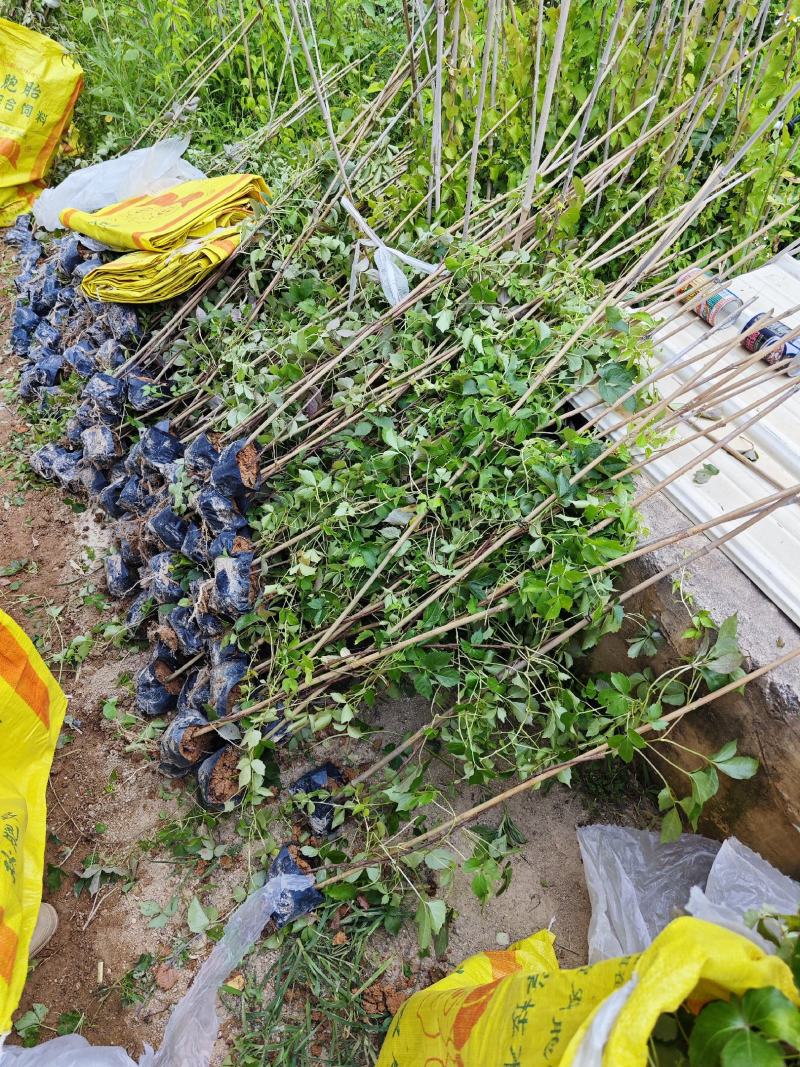 爬山虎爬墙虎高20厘米到1米福建漳州爬墙虎种植基地