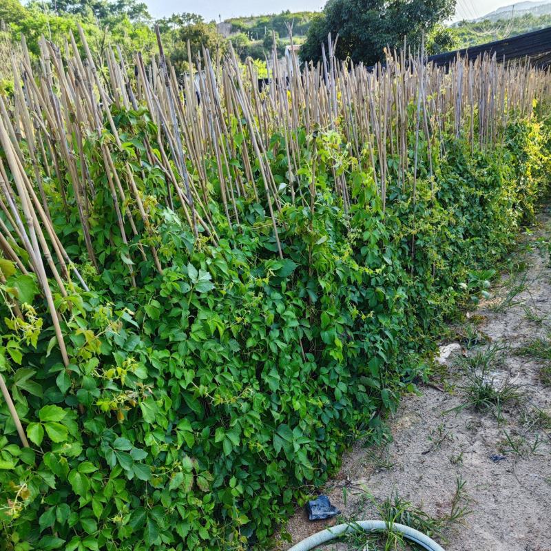 爬山虎爬墙虎高20厘米到1米福建漳州爬墙虎种植基地
