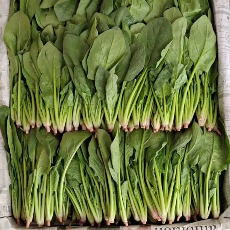 【精品菠菜】基地直供一手货源，大量供应中，欢迎选购