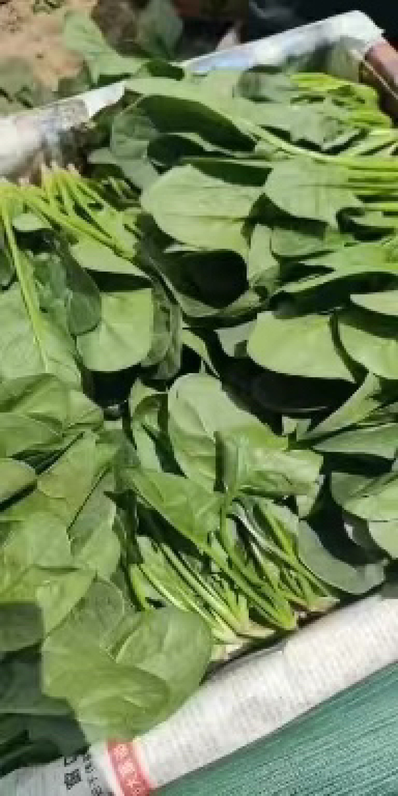 【精品菠菜】基地直供一手货源，大量供应中，欢迎选购