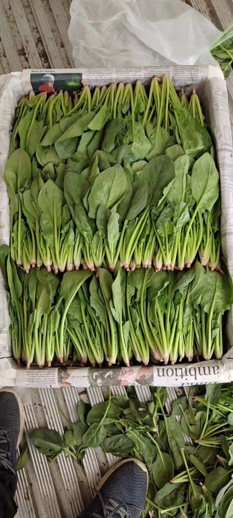 【精品菠菜】基地直供一手货源，大量供应中，欢迎选购