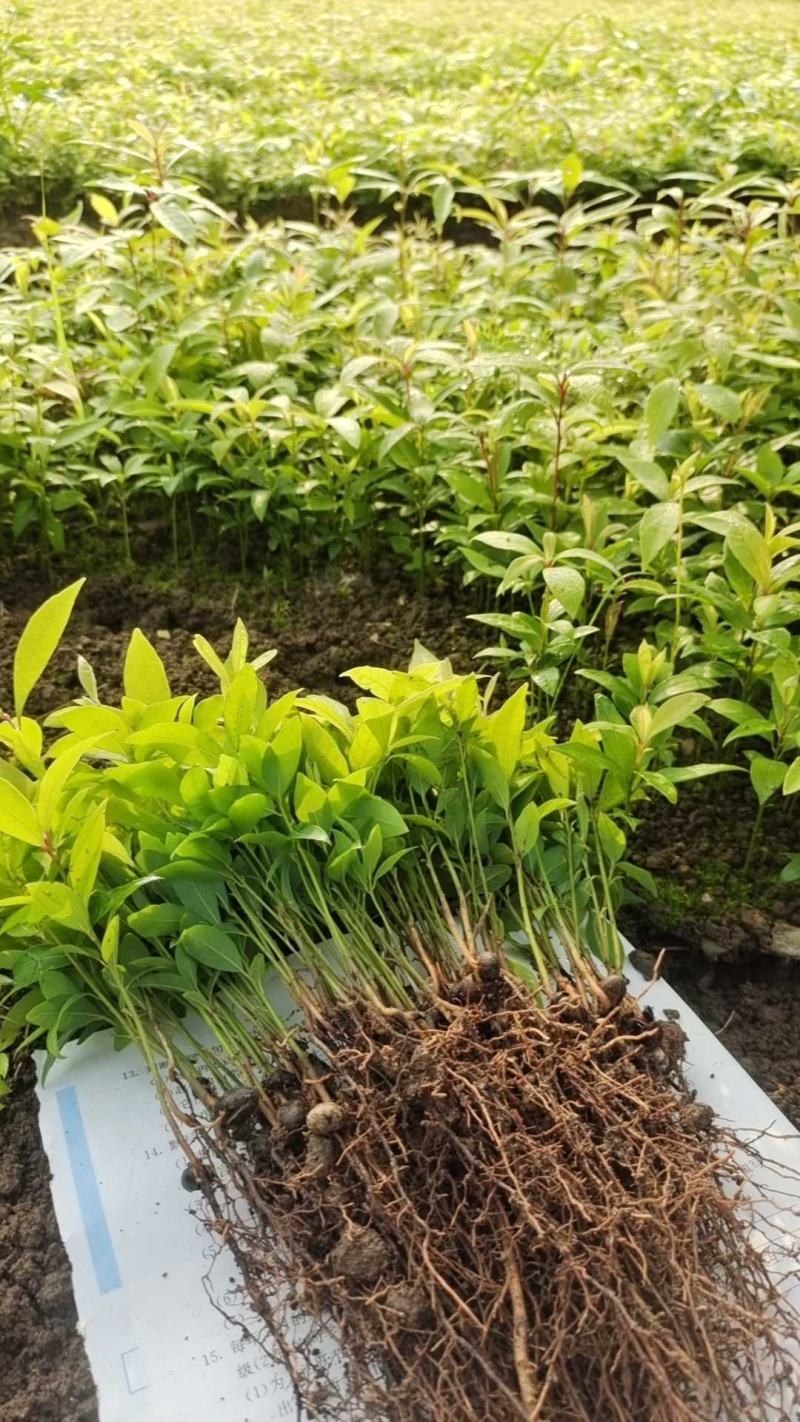 小叶金丝楠木苗