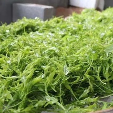 正宗莓茶自家莓茶农家莓茶原生态