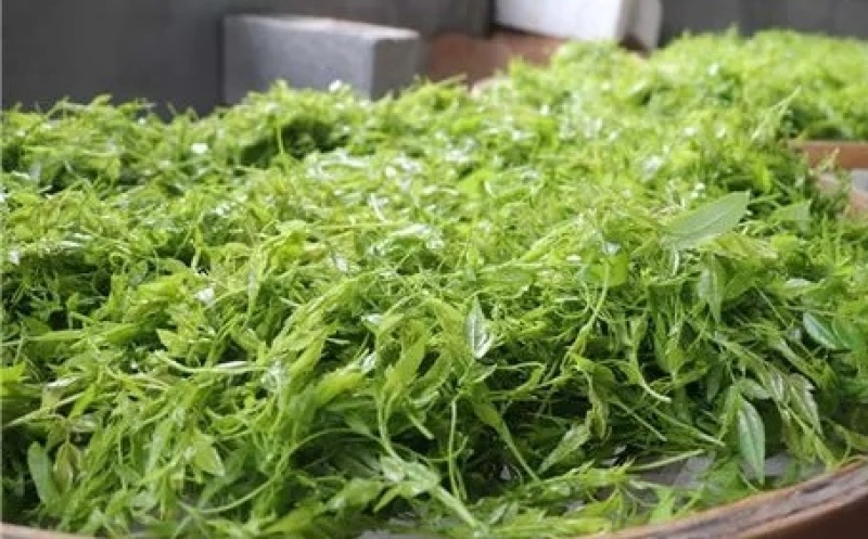 正宗莓茶自家莓茶农家莓茶原生态