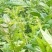 正宗莓茶自家莓茶农家莓茶原生态
