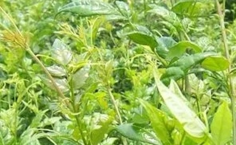 正宗莓茶自家莓茶农家莓茶原生态