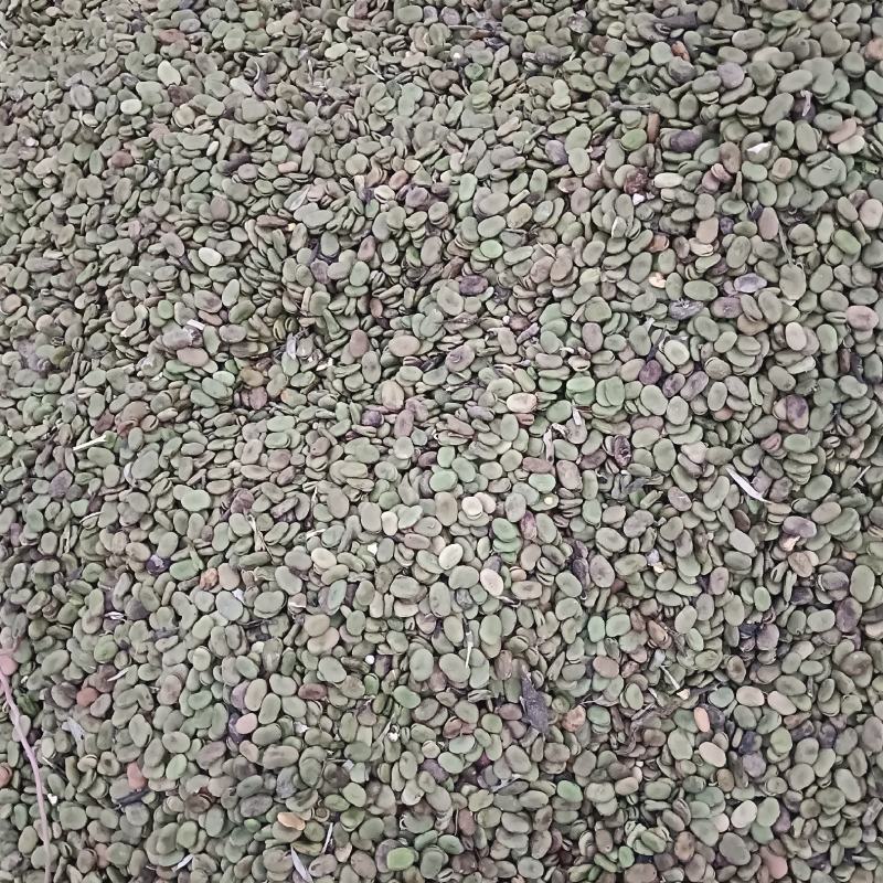 商丘干蚕豆米！