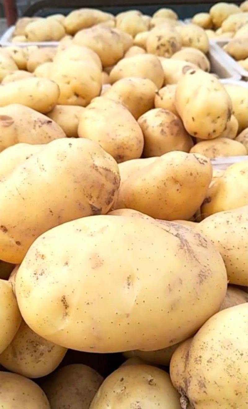 土豆湖北精品中薯5号土豆大量上市产地直供一手货源