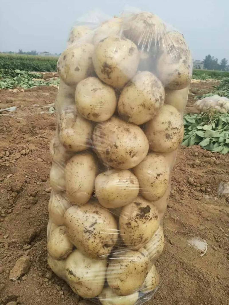 土豆湖北精品中薯5号土豆大量上市产地直供一手货源