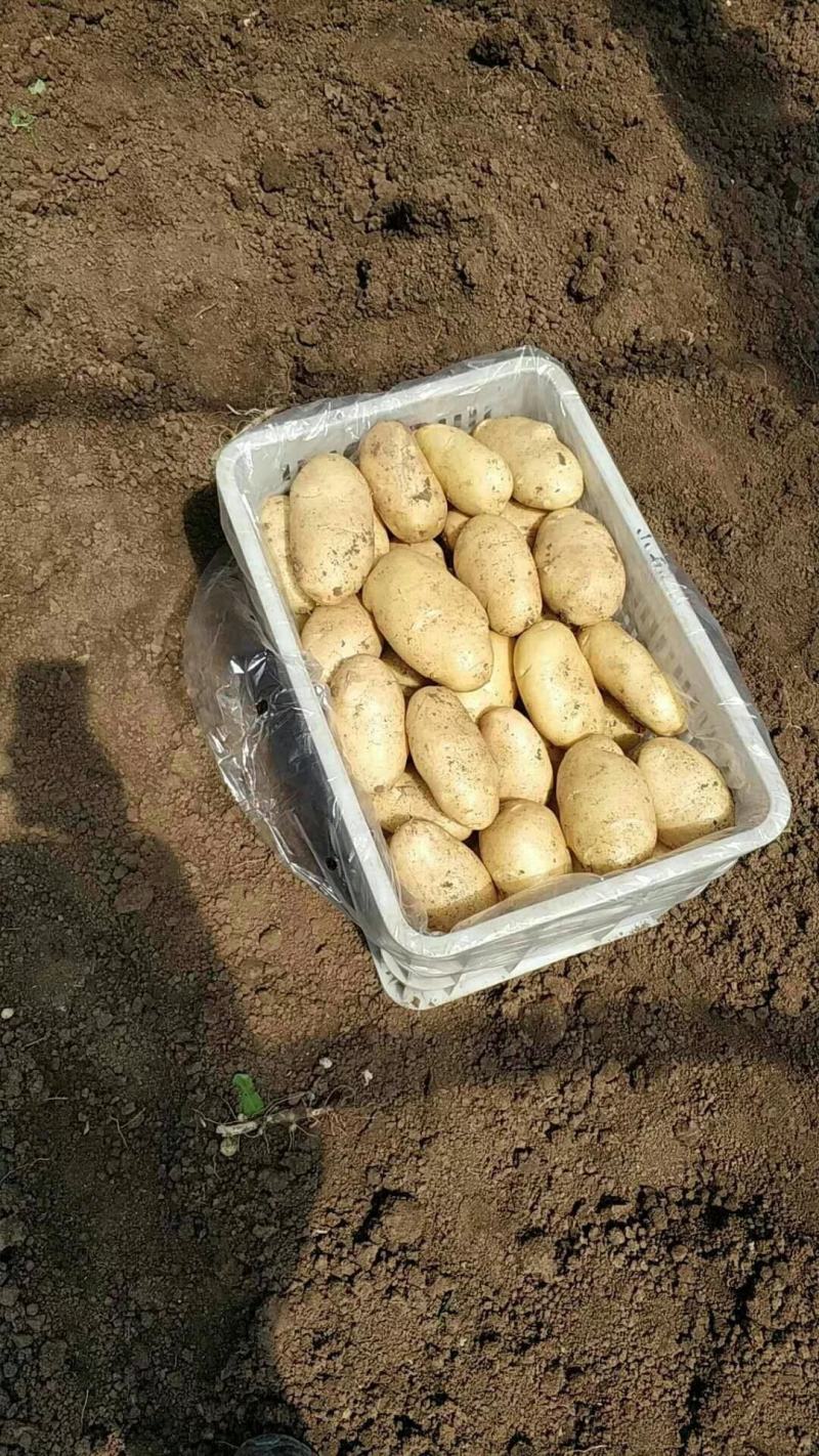 土豆湖北精品中薯5号土豆大量上市产地直供一手货源