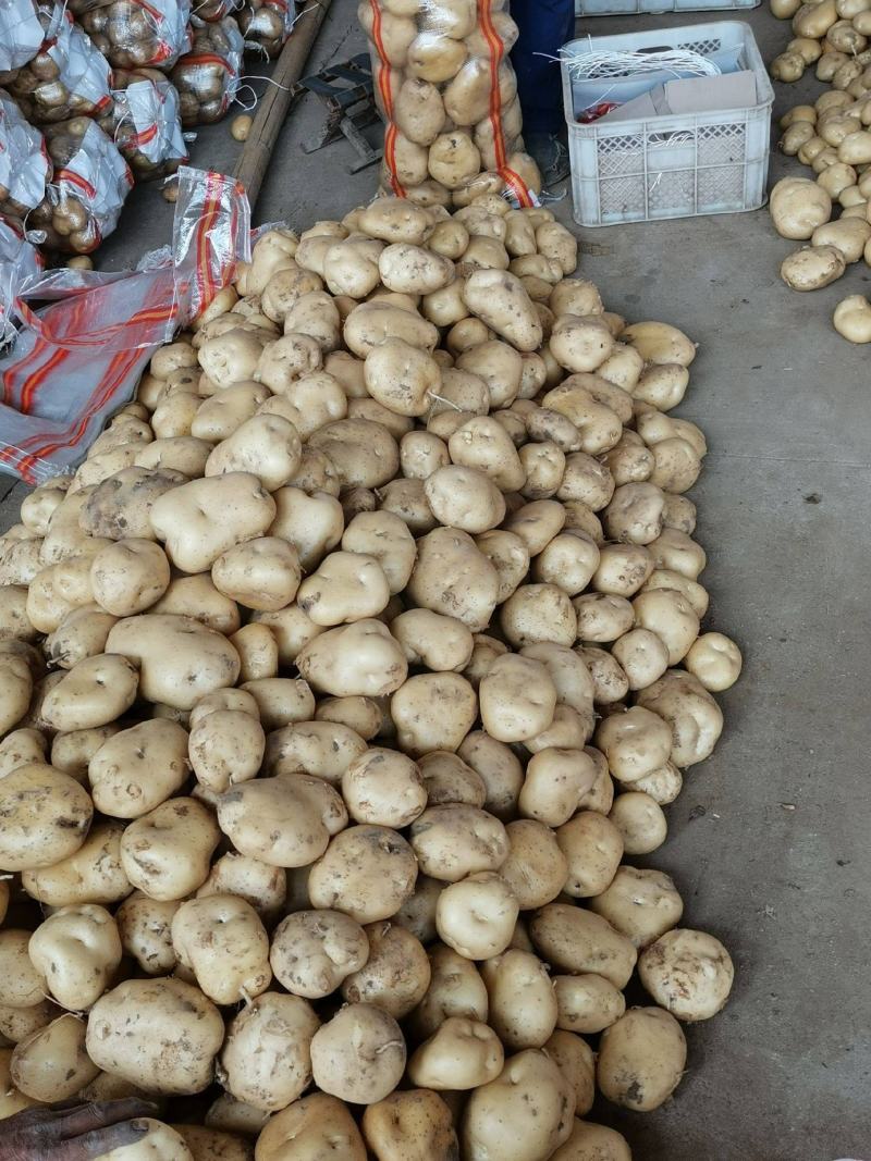 土豆湖北精品中薯5号土豆大量上市产地直供一手货源