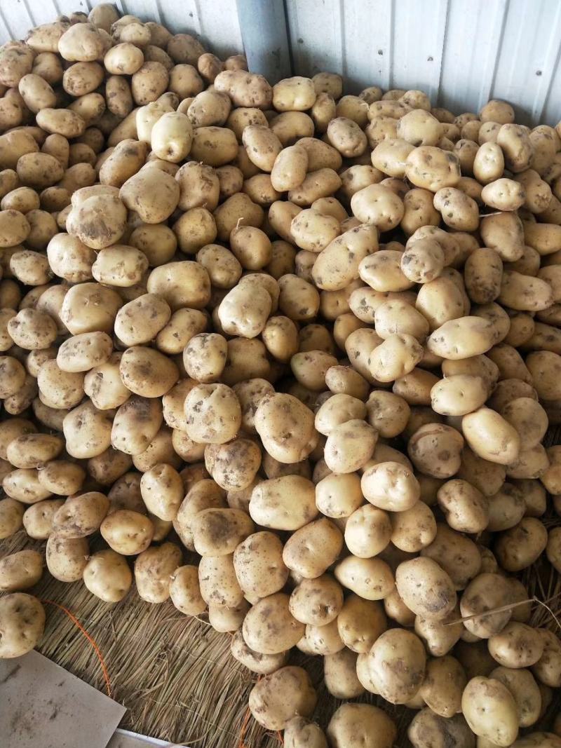土豆湖北精品中薯5号土豆大量上市产地直供一手货源