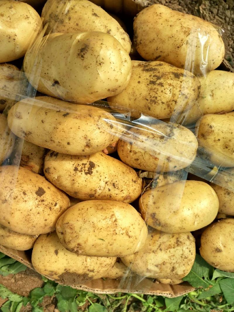 土豆湖北精品中薯5号土豆大量上市产地直供一手货源