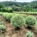 花叶女贞球高度80到1米福建漳州苗木基地