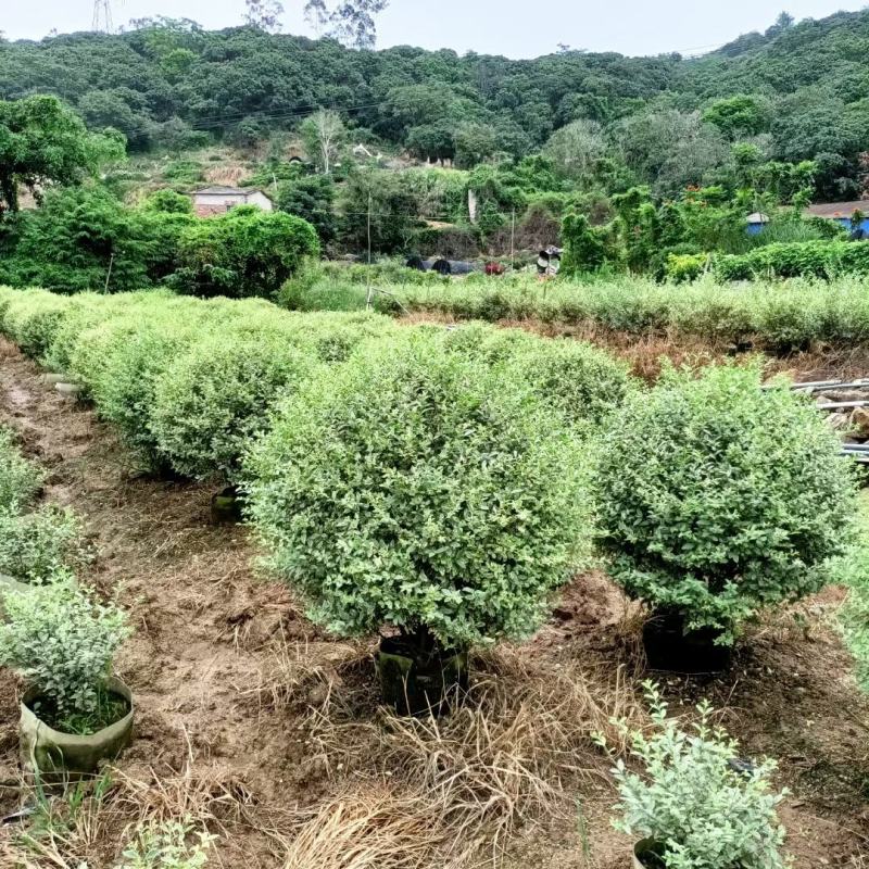 花叶女贞球高度80到1米福建漳州苗木基地