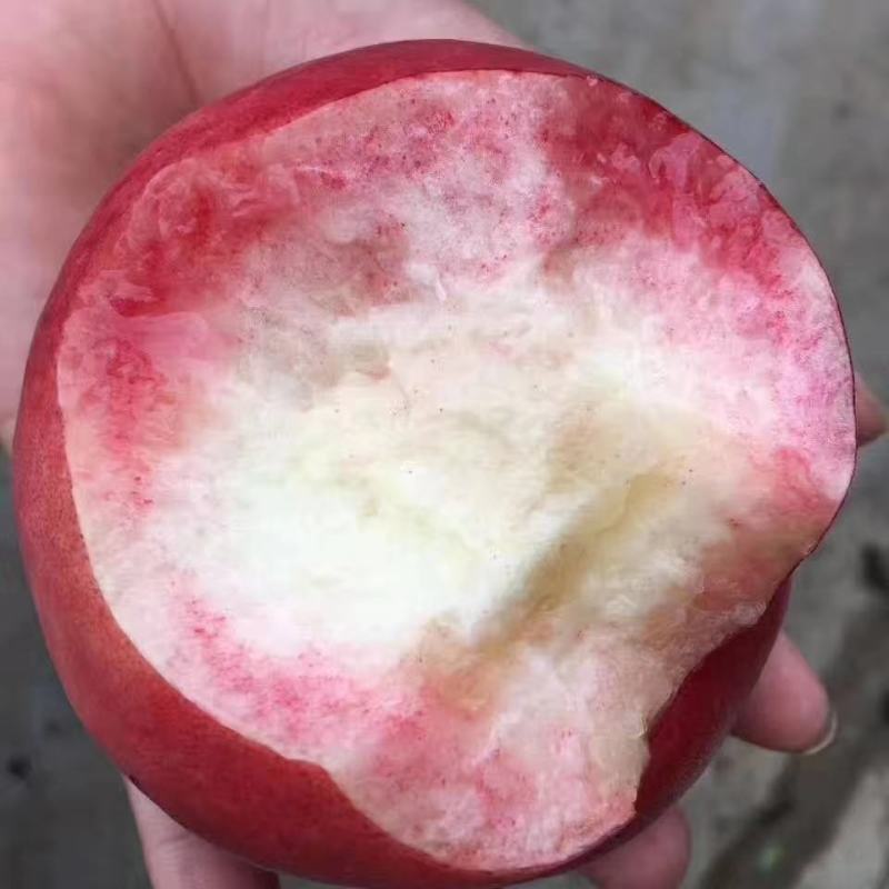 桃河北产区直发保质保量代发全国欢迎选购
