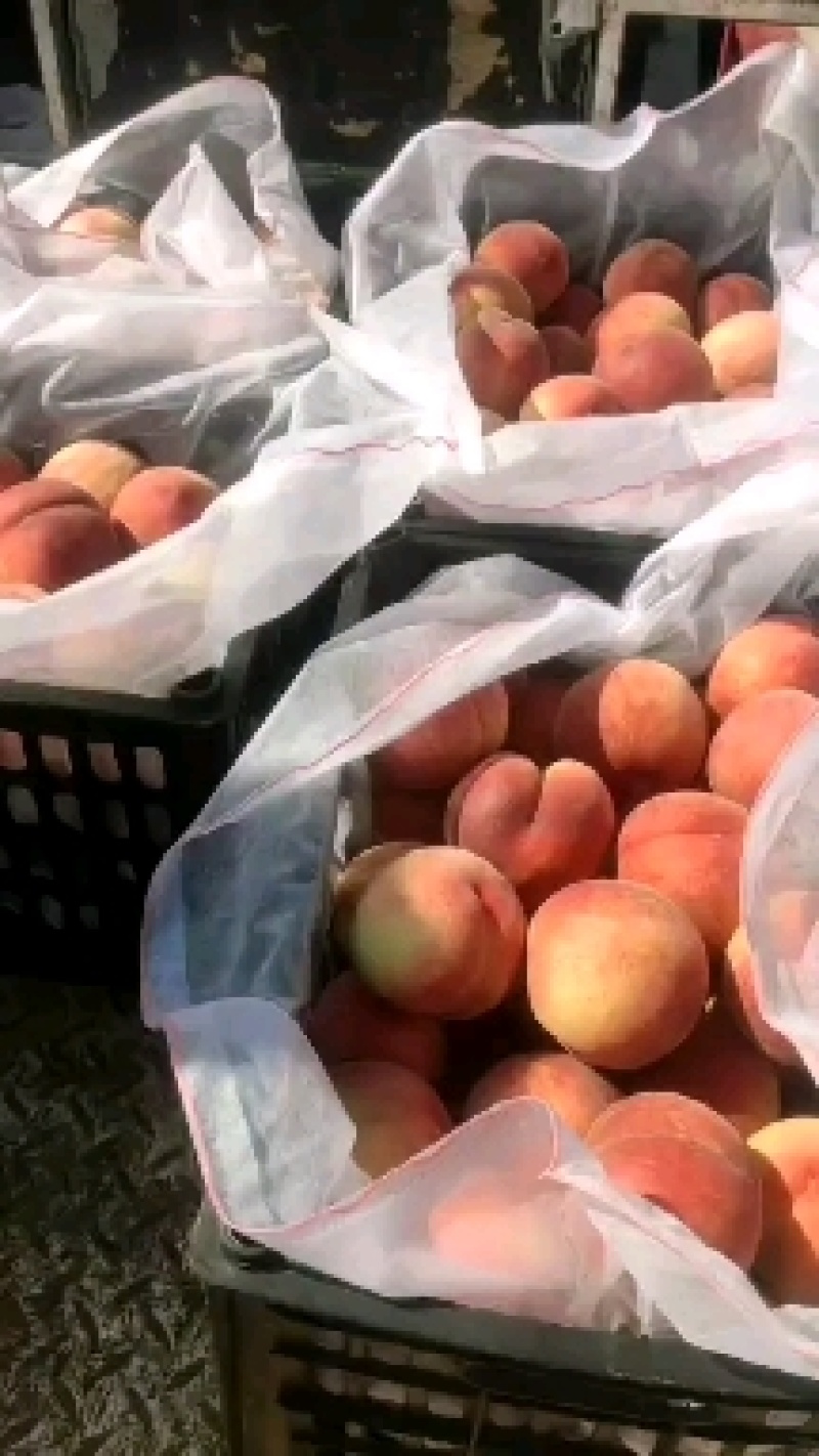 桃河北产区直发保质保量代发全国欢迎选购