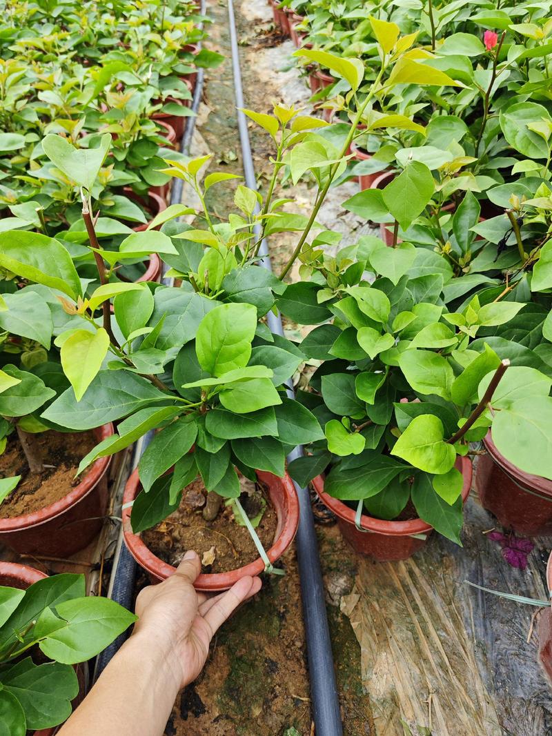 三角梅盆栽多种颜色多个品种福建漳州基地